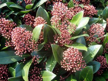 Skimmia japonica Rubella mit rosaroten Knospen