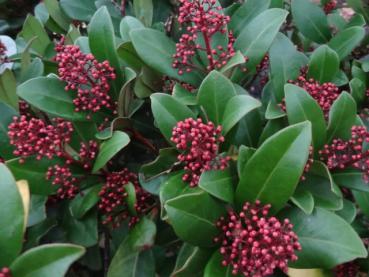 Skimmia japonica Rubella: Rote knospige Blüten