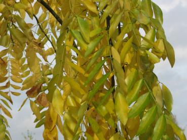 Sophora japonica Pendula - Trauer-Schnurbaum