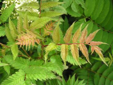 Sorbaria sorbifolia - Fiederspiere