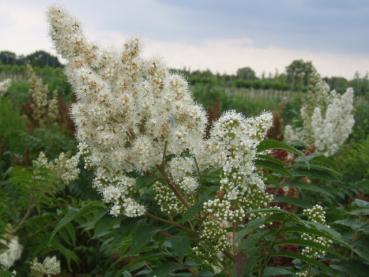 Blüte der Fiederspiere im Frühsommer