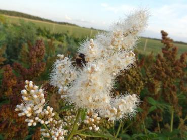 Die Blütenstände der Sorbaria sorbifolia werden gerne von Insekten besucht