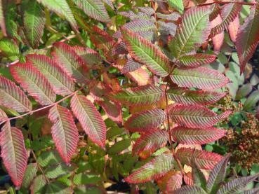 Buntes Herbstlaub bei Sorbaria sorbifolia