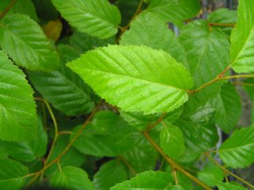 Betula alleghaniensis - Gulbjörk