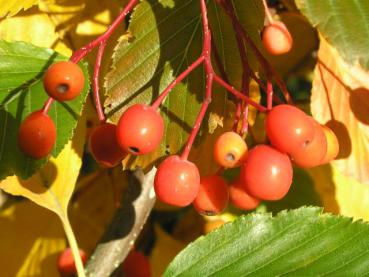 Herbstlicher Fruchtschmuck: Erlenblättrige Eberesche