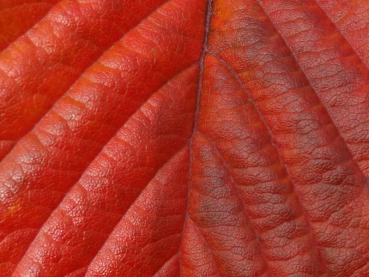 Nahaufnahme: Rotes Herbstlaub bei Sorbus alnifolia