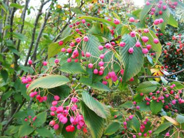 Die erlenblättrige Eberesche im Herbst