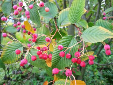 Sorbus alnifolia - herbstlicher roter Fruchtschmuck