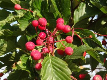Sorbus alnifolia: Schöne rote Beeren