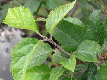 Triebspitze von Sorbus alnifolia