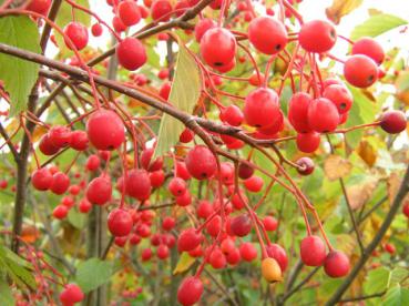 Haften bis in den November am Trieb: Früchte von Sorbus alnifolia