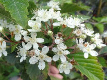 Weiße Blüte von Sorbus alnifolia