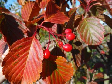 Sorbus alnifolia: rote Früchte und Herbstlaub