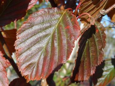 Beginnende rötliche Herbstfärbung bei Sorbus alnifolia