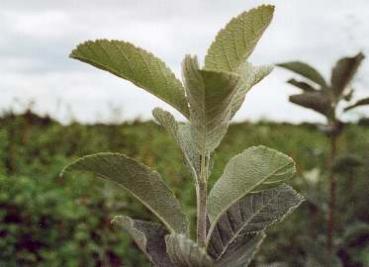 Sorbus aria - Mehlbeere