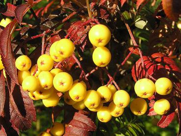 Gelbfruchtende Eberesche - Sorbus arnoldiana Golden Wonder