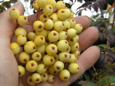 Typische Früchte der Eberesche Golden Wonder