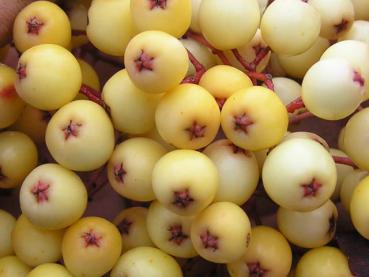 Im Detail zu sehen: Die Früchte von Sorbus arnoldiana Golden Wonder