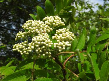 Die weiße Blüte der Sorbus aucuparia kurz vor dem Erblühen