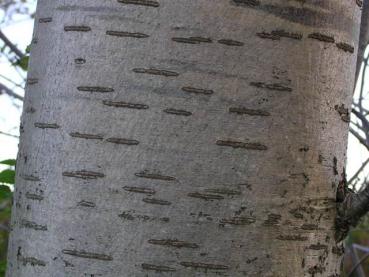 Typische Rinde von Sorbus aucuparia