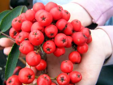 Sorbus aucuparia Edulis - Essbare Eberesche