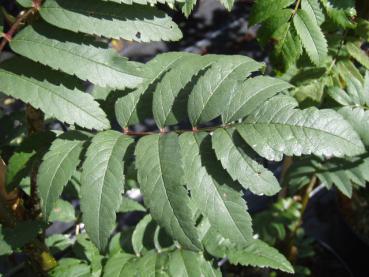 Sorbus aucuparia Rossica Major - Großfrüchtige Eberesche