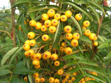 Sorbus aucuparia Autumn Spire - Herbst-Eberesche