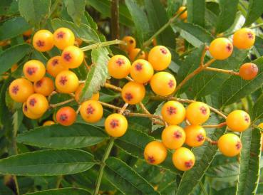 Herbst-Eberesche - auch als Vogelnährgehölz geeignet