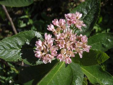 Zwergmehlbeere - Sorbus chamaemespilus