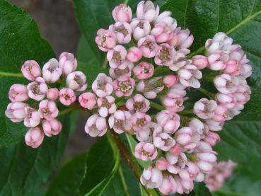 Blüte der Zwergmehlbeere, Sorbus chamaemespilus