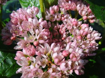 Die Blüte des Sorbus chamaemespilus (Zwergmehlbeere)