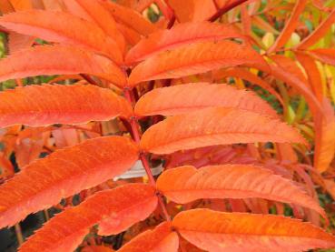 Sorbus Dodong verfärbt sich im Herbst leuchtend rotorange.