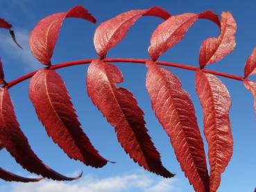 Sorbus Dodong mit rotem Herbstlaub