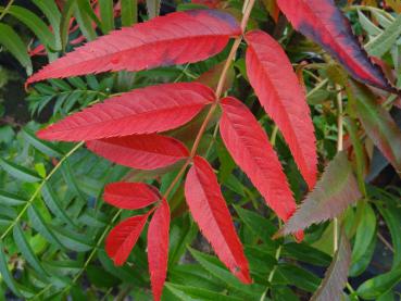 Rotes Herbstlaub von Sorbus Dodong