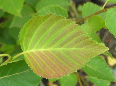 Betula costata - Räffelbjörk