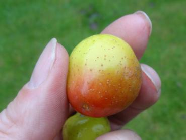 Gelb-rote Frucht von Sorbus domestica