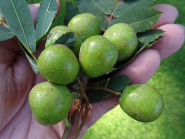 Heranreifende Früchte beim Speierling im August