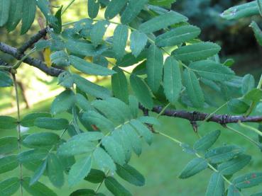 Gefiedertes Laub von Sorbus domestica