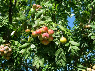 Leuchtend rote Früchte im September - der Speierling