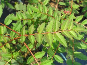 Weiße Ziereberesche - Sorbus hupehensis