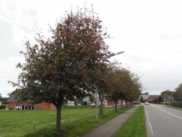 Sorbus intermedia als Strassenbaum in Nordfriesland