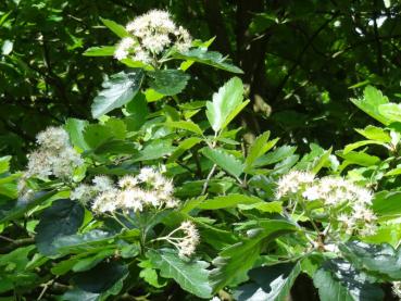 Nordische Mehlbeere in Blüte