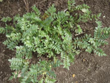 Chinesische Zwerg-Eberesche - Sorbus reducta