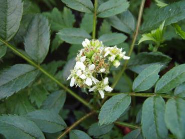 Chinesische Zwerg-Eberesche - weiße Blüten