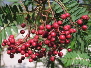 Rote Früchte der Mahagoni-Eberesche