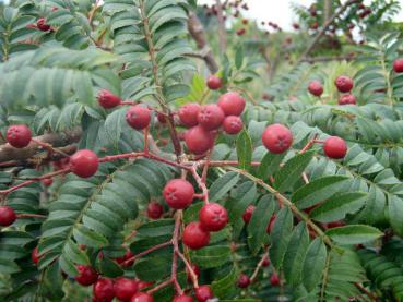 Die Mahagoni-Eberesche mit ihren roten Beeren ist ein gutes Vogelnährgehölz.