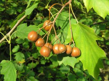 Elsbeere - Sorbus torminalis