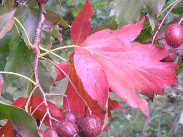 Rotes Herbstlaub der Elsbeere