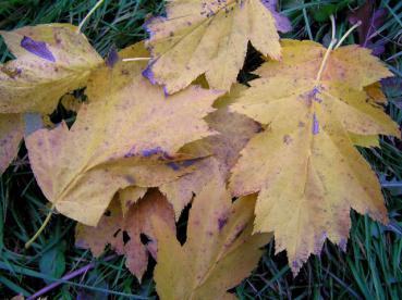 Sehr attraktiv, das Herbstlaub der Elsbeere variiert von gelb bis rot