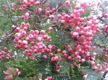 Rosa Frucht-Eberesche - Sorbus vilmorinii